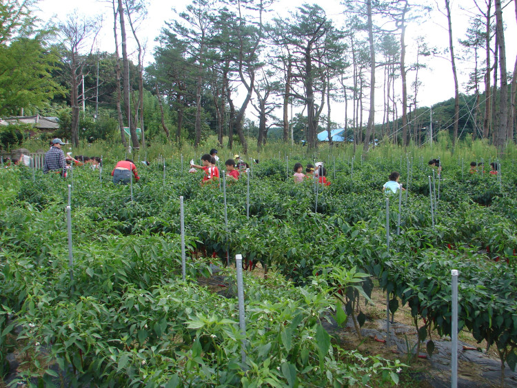 70명 정도 방문 했는데 고추밭에 가려져 보이질 않아요