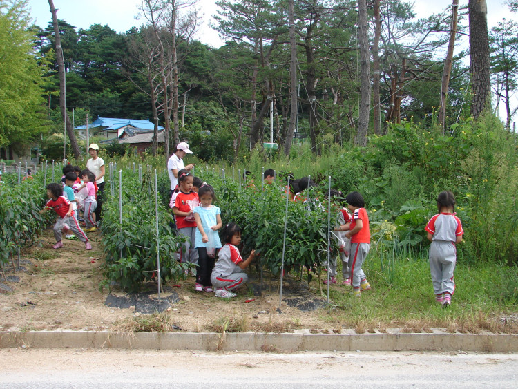 마을에 반가운 친구들이 찾아왔어요 그것도 고추 따기 체험 학습으로 마을에 왓었답니다.