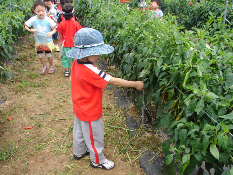 자기 키만한 고추 밭에서 열심히 하는 모습 정말 이쁘죠