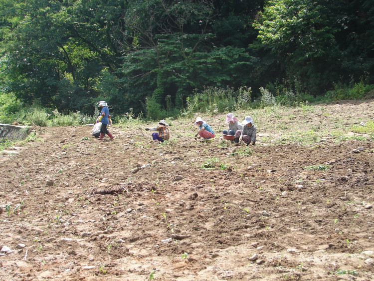 해바라기 모종 집집마다 나누어서 파종하여 가지고 나와서 심기 시작하고