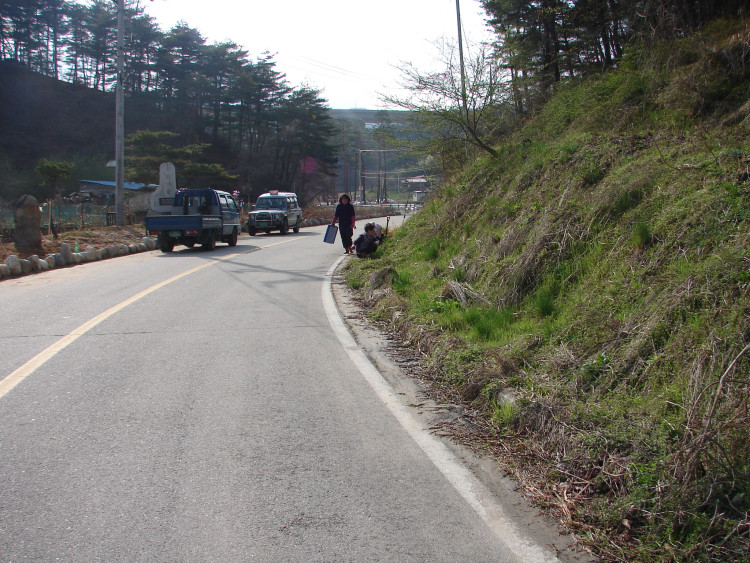 이왕 시작한것 도로 반대쪽 경사면에 개나리도 심기로 결정