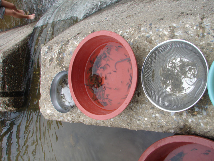 마을 하천 물에 적응하도록 하고요