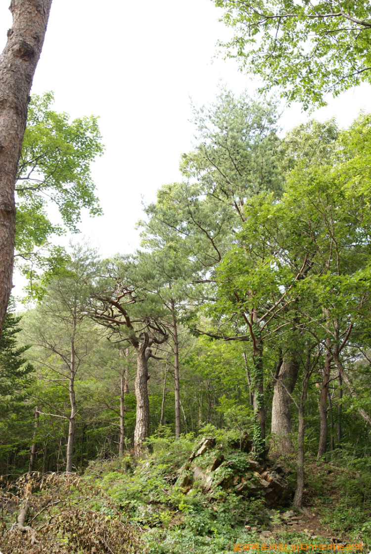주변의 소나무와 참나들도 잘보이도록 정비했습니다. 