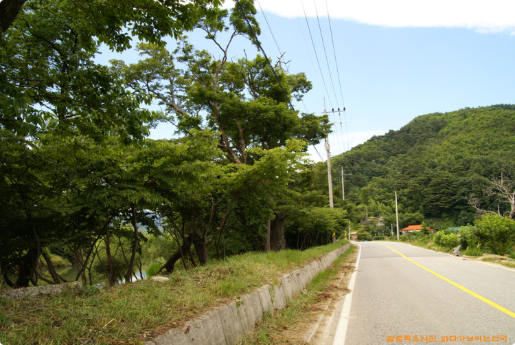 길에서 바라본 마을숲도 시원스럽고