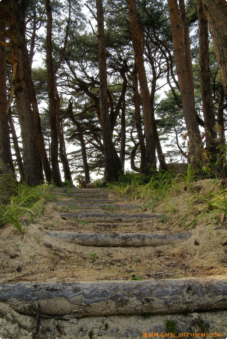간벌목으로 만든 계단이 아주 잘 어울리고 있습니다.  