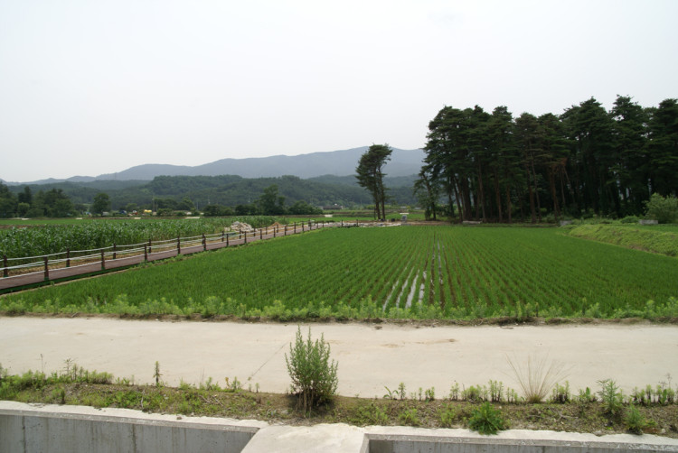 입구에서 바라본 모습 논과 소나무림이 잘 어울리고 있습니다. 