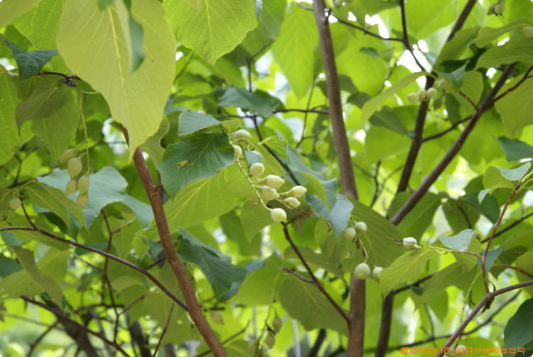 동박나무(쪽동백나무)는 씨앗을 열심히 살찌우고 있었습니다. 
