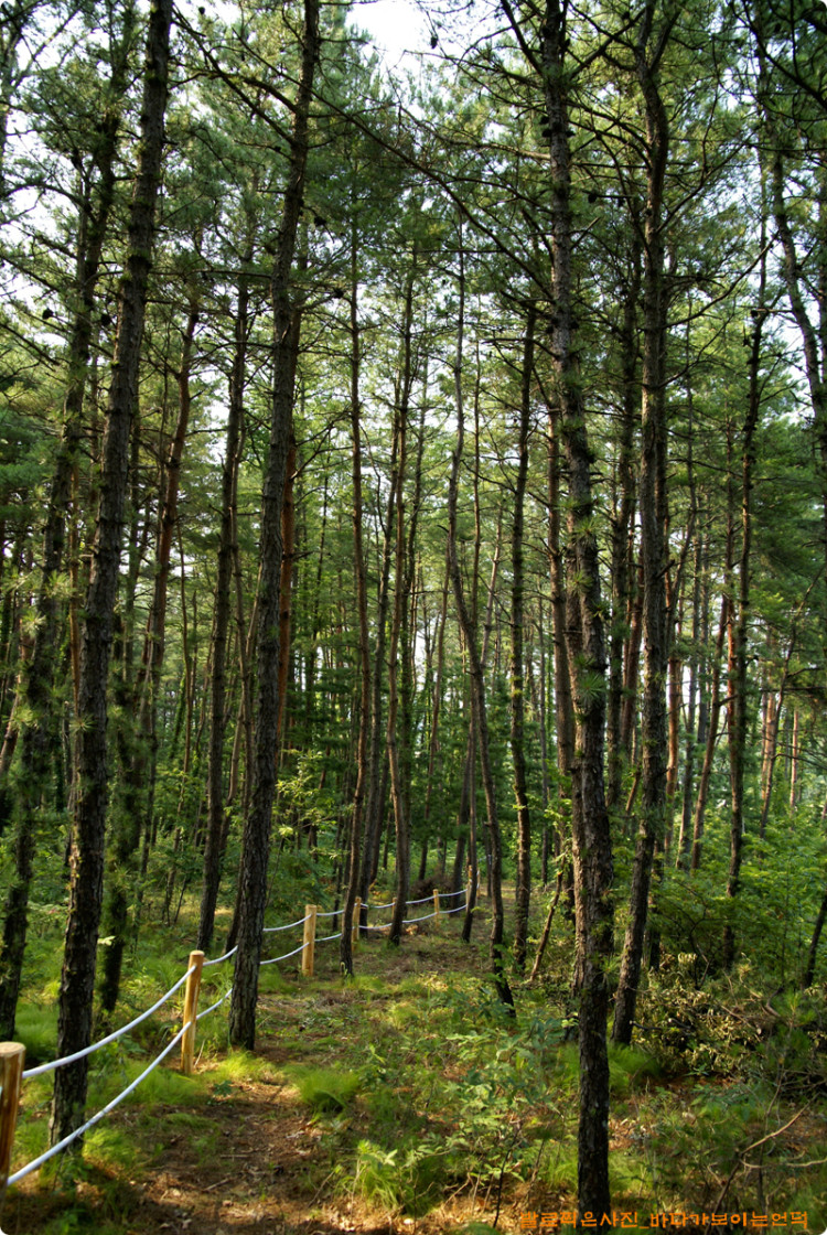 숲을 일부분 정리하고 있습니다. 