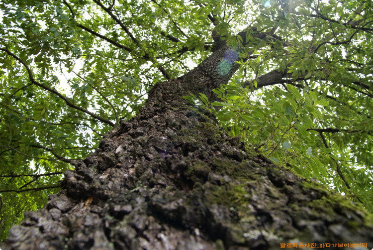 오래된 멋진 나무들을 잘 살려서