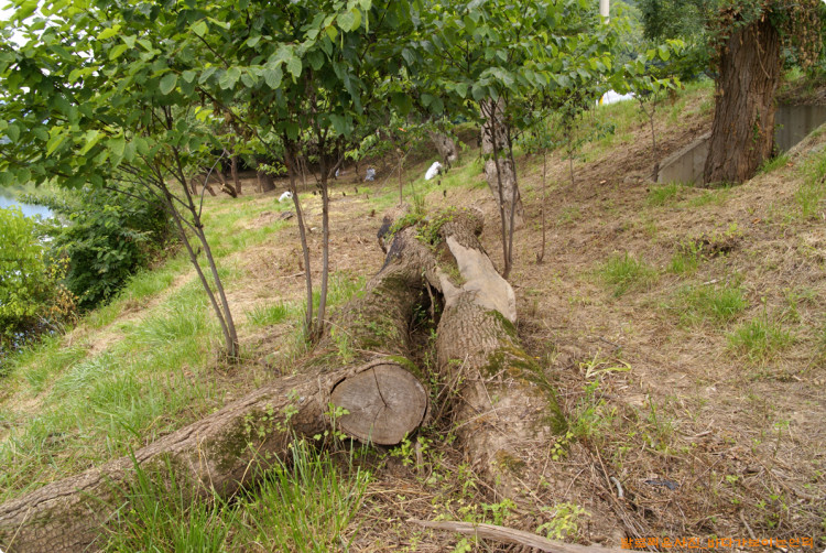 수해에 쓰러진 나무도 이곳의 좋은 이미지를 연출하는데 도움이 될수 있을듯 합니다. 
