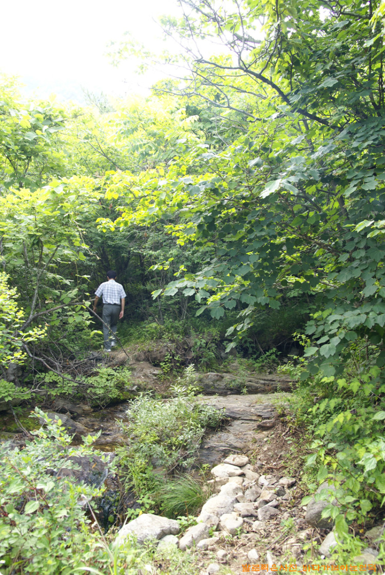 숲으로 들어가는 입구구요