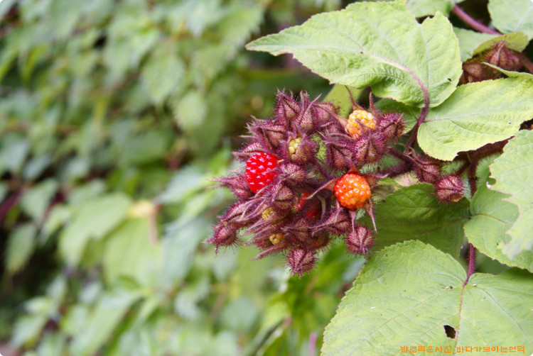 곰딸기가 탐스럽게 익어가고