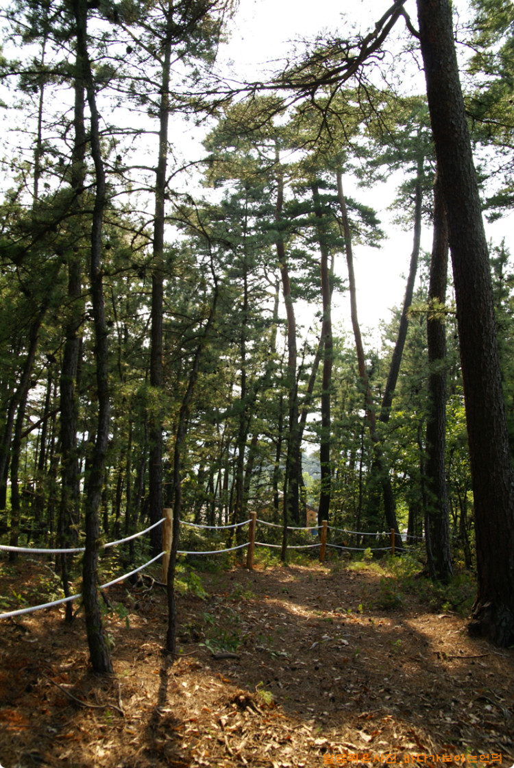 덤불을 치우고 산책할 수 있는 길을 만들고