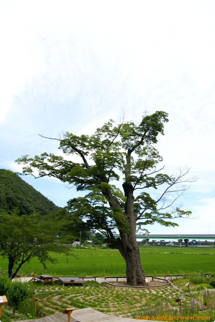 마을의 멋진 공간으로 자리를 잡아가는듯 합니다.