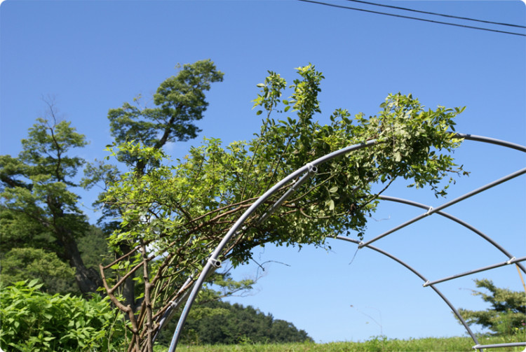 신혼부부들을 위한 넝쿨터널도 만들어졌습니다. 