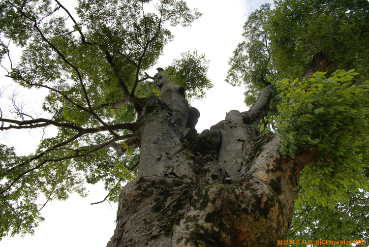수술받은 500년 넘은 느티나무도 이제는 다시 좋은 생육상태를 보여주고