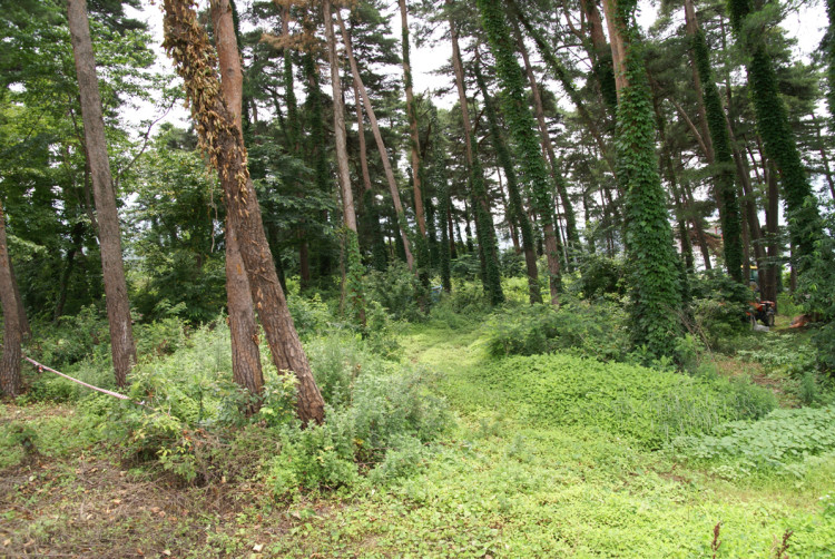 주변의 소나무림은 사유림이라 그런지 아직 정리하지 못하고 있습니다. 