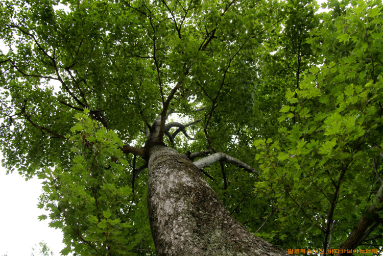 고로쇠나무가 가을에 단풍들면 